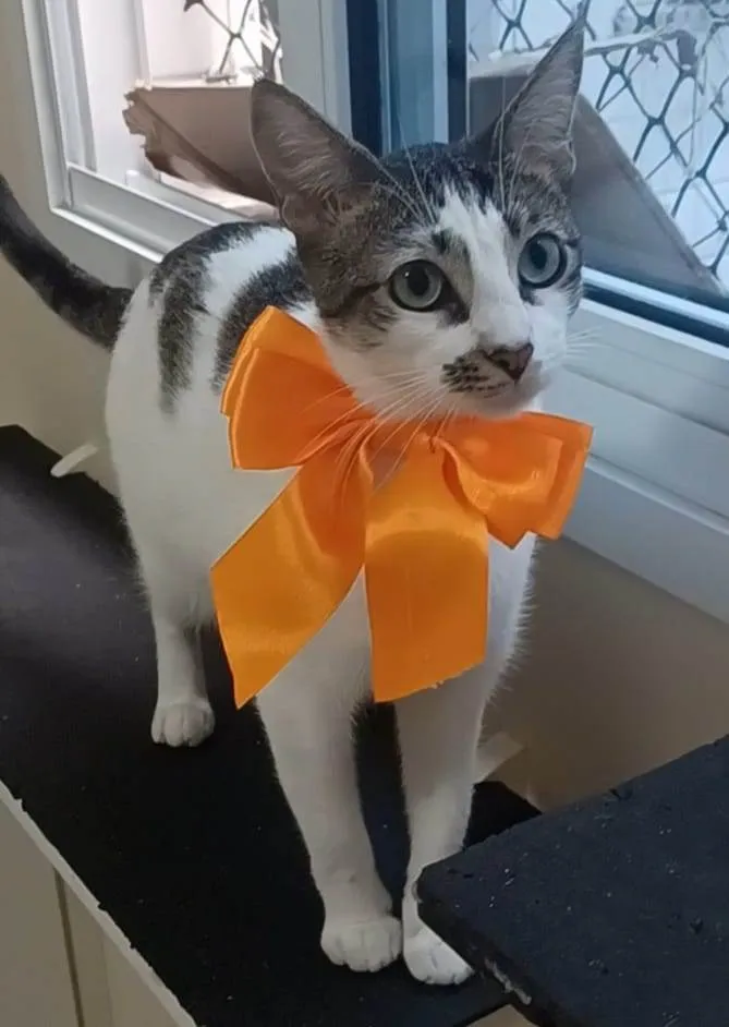 Gato ra a SRD-ViraLata idade 7 a 11 meses nome Pipa