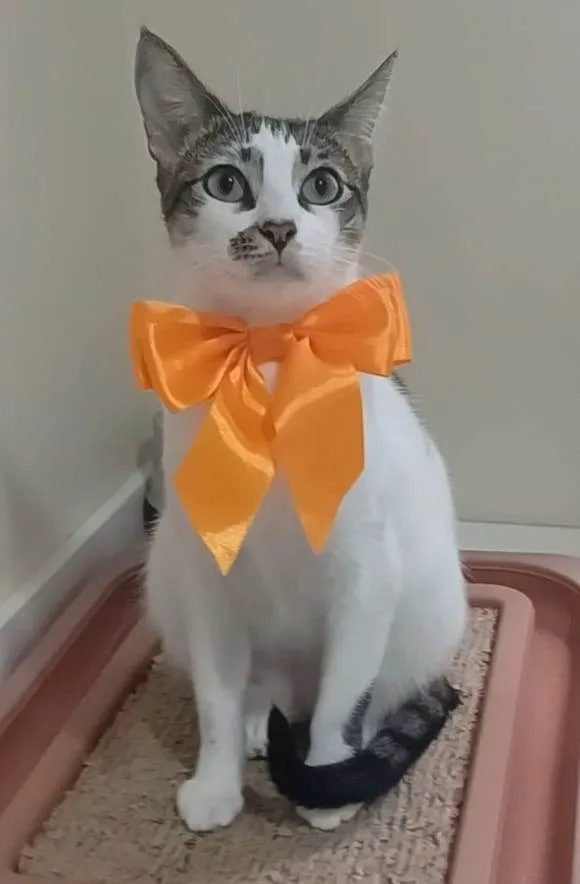 Gato ra a SRD-ViraLata idade 7 a 11 meses nome Pipa