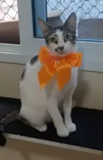 Pipa