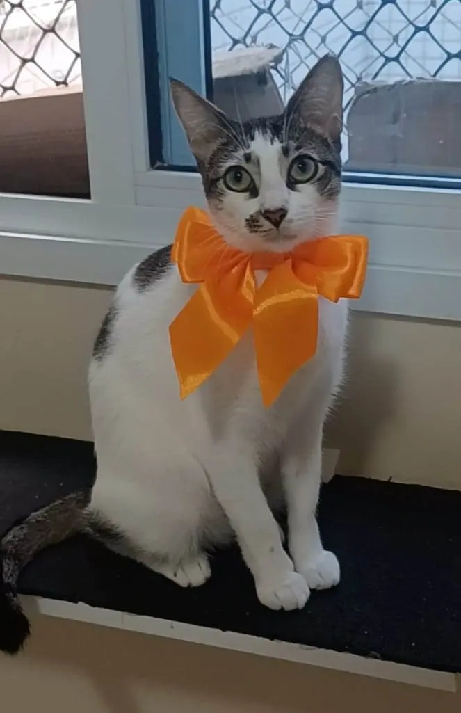 Gato ra a SRD-ViraLata idade 7 a 11 meses nome Pipa