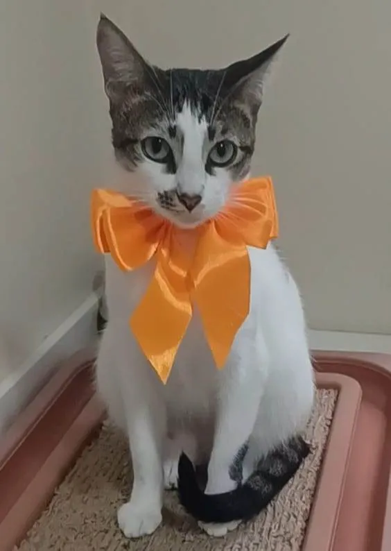 Gato ra a SRD-ViraLata idade 7 a 11 meses nome Pipa