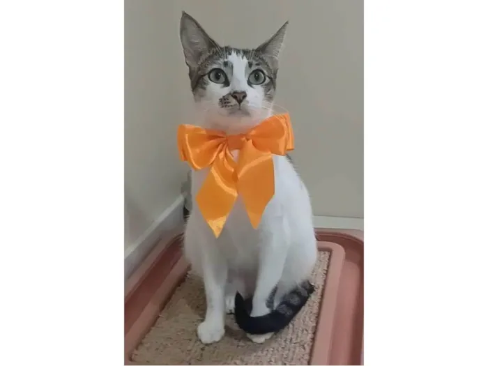 Gato ra a SRD-ViraLata idade 7 a 11 meses nome Pipa