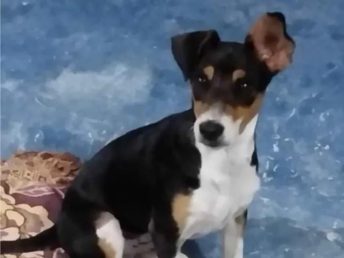 Cachorro ra a Mestiço de fox Paulista  idade 2 a 6 meses nome Maylo