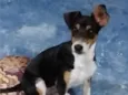 Maylo
