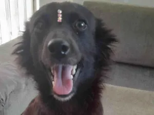 Cachorro raça SRD-ViraLata idade 1 ano nome Amora 