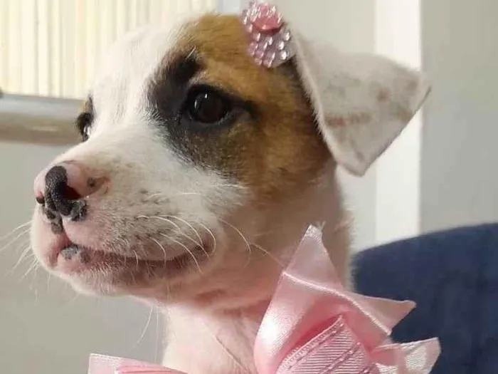 Cachorro ra a SRD-ViraLata idade 2 a 6 meses nome Taylor