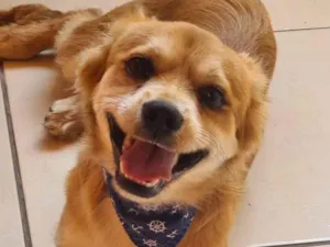 Cachorro raça SRD-ViraLata idade 7 a 11 meses nome LOBINHO