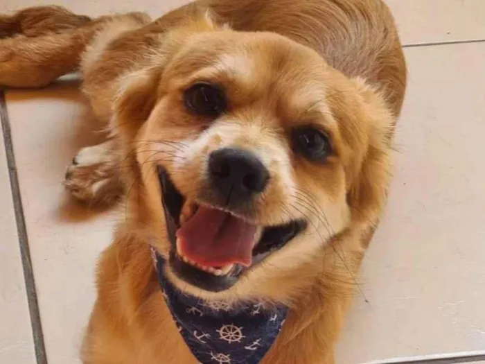 Cachorro ra a SRD-ViraLata idade 7 a 11 meses nome LOBINHO