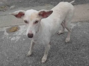 Cachorro raça Vira -lata idade 2 anos nome Elaine