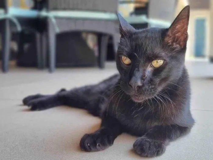 Gato ra a SRD-ViraLata idade 4 anos nome Bartolomeu 