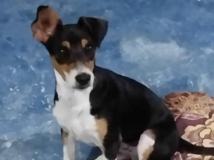 Cachorro ra a Mestiço de fox Paulista  idade 2 a 6 meses nome Maylo
