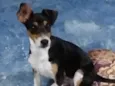 Maylo