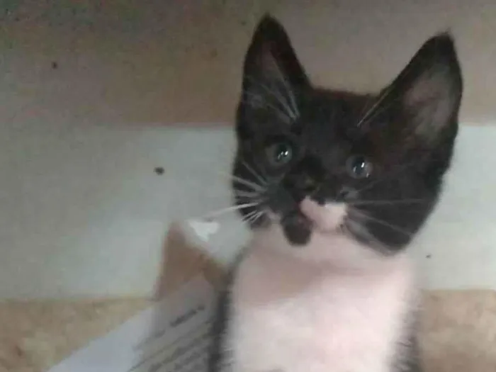 Gato ra a SRD-ViraLata idade 2 a 6 meses nome Thomas