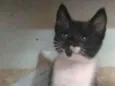 Thomas