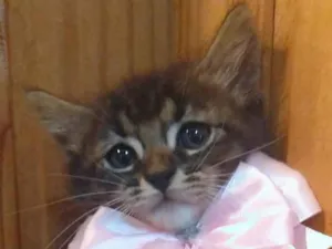 Gato raça SRD-ViraLata idade 2 a 6 meses nome Tarsila