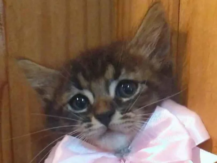 Gato ra a SRD-ViraLata idade 2 a 6 meses nome Tarsila