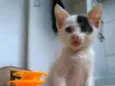 Tobias