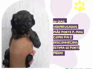 Cachorro raça SRD-ViraLata idade Abaixo de 2 meses nome Torvi