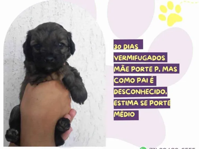 Cachorro ra a SRD-ViraLata idade Abaixo de 2 meses nome Torvi