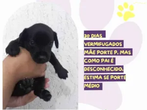 Cachorro raça SRD-ViraLata idade Abaixo de 2 meses nome Tamy