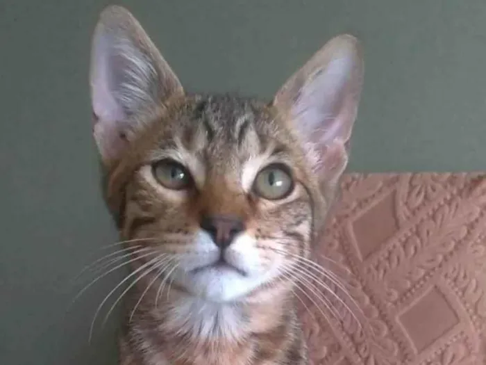 Gato ra a SRD-ViraLata idade 2 a 6 meses nome Nick