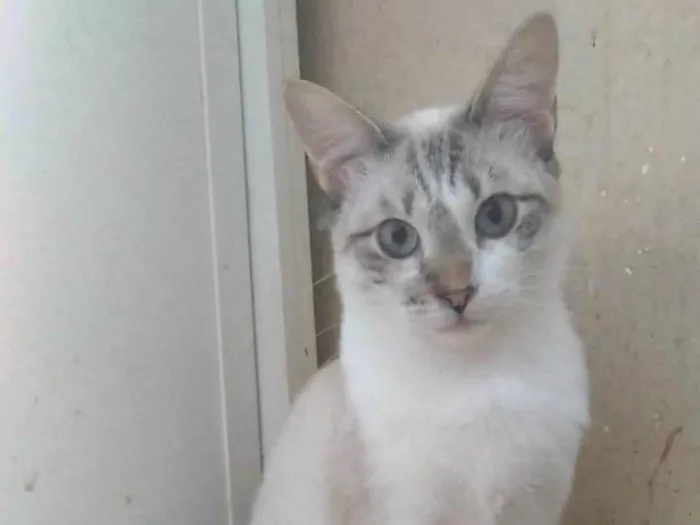 Gato ra a SRD-ViraLata idade 7 a 11 meses nome Nino