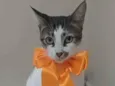 Pipa