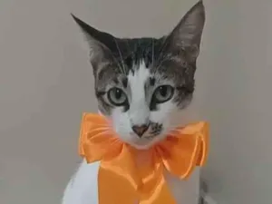 Gato raça SRD-ViraLata idade 7 a 11 meses nome Pipa