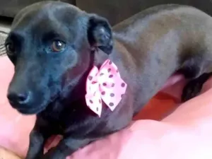 Cachorro raça SRD-ViraLata idade 2 anos nome CHOCOLATE
