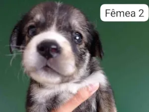 Cachorro raça SRD-ViraLata idade 2 a 6 meses nome Batutinha