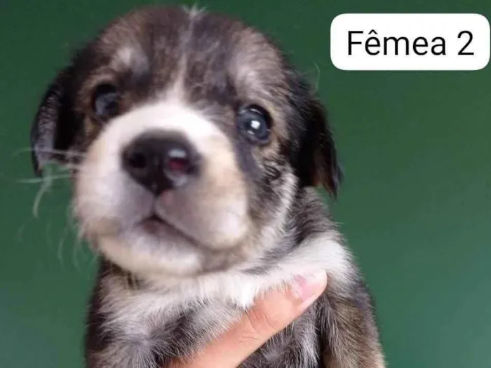Cachorro ra a SRD-ViraLata idade 2 a 6 meses nome Batutinha