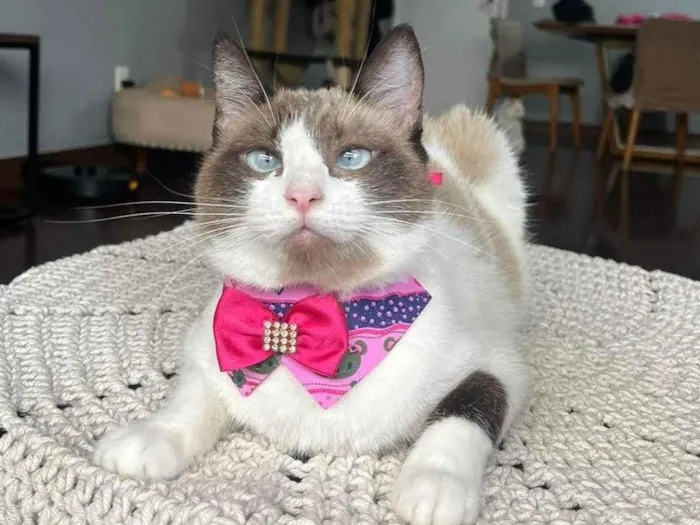 Gato ra a SRD-ViraLata idade 1 ano nome Angel