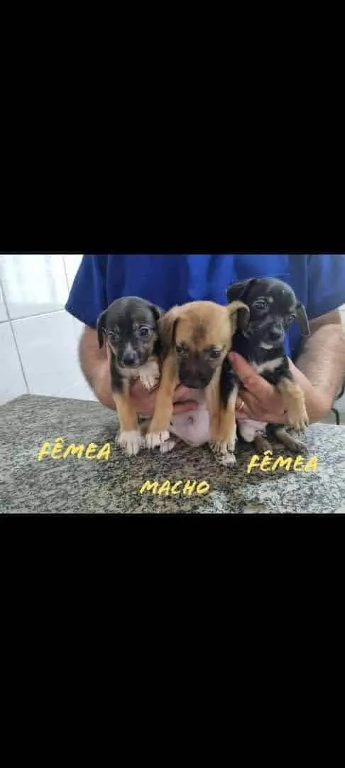Cachorro ra a SRD-ViraLata idade 2 a 6 meses nome Os 7