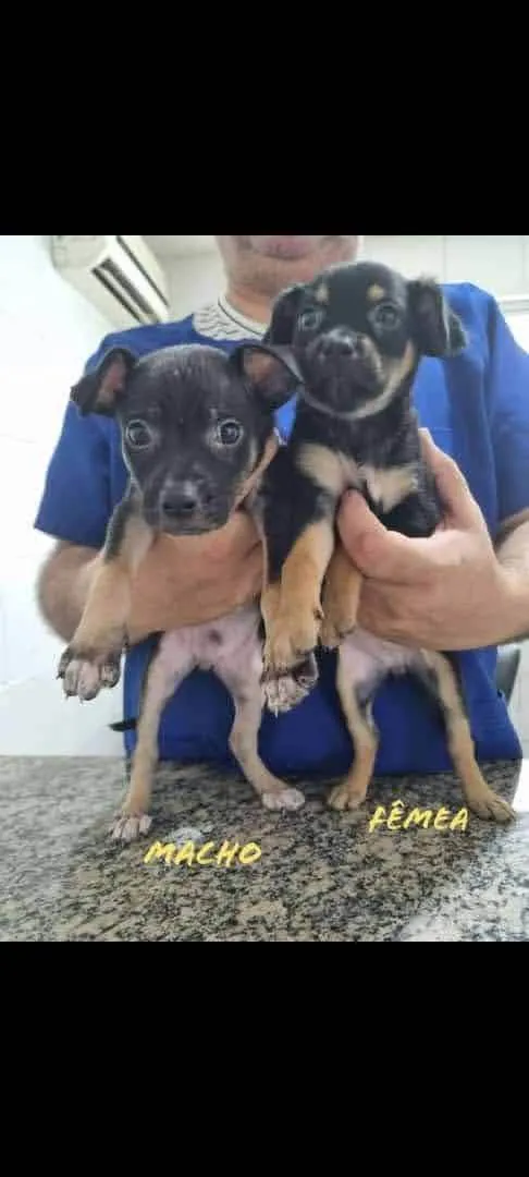 Cachorro ra a SRD-ViraLata idade 2 a 6 meses nome Os 7