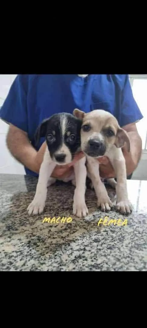 Cachorro ra a SRD-ViraLata idade 2 a 6 meses nome Os 7