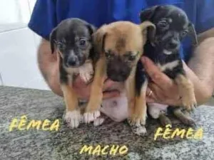 Cachorro raça SRD-ViraLata idade 2 a 6 meses nome Os 7
