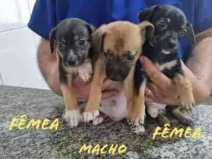 Cachorro ra a SRD-ViraLata idade 2 a 6 meses nome Os 7