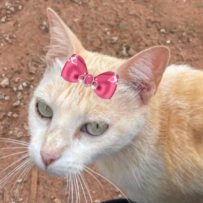 Gato ra a Mestica  idade 7 a 11 meses nome Nina
