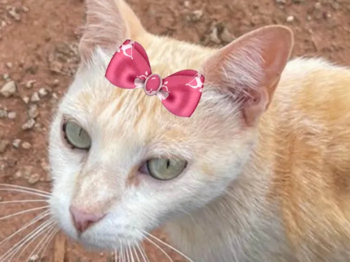 Gato ra a Mestica  idade 7 a 11 meses nome Nina