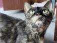 Maitê