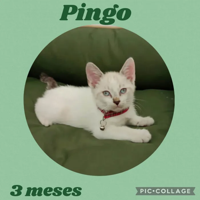 Gato ra a  idade 2 a 6 meses nome Pingo