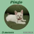 Pingo