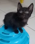 CHOKITO