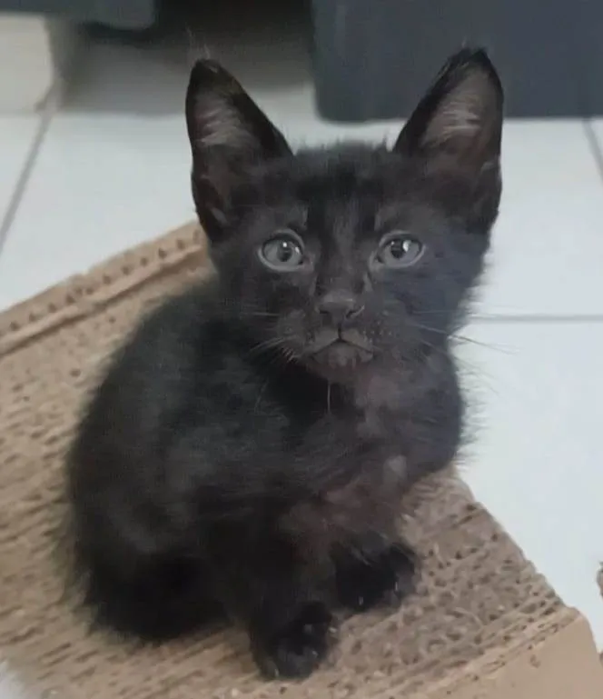 Gato ra a SRD-ViraLata idade 2 a 6 meses nome CHOKITO 