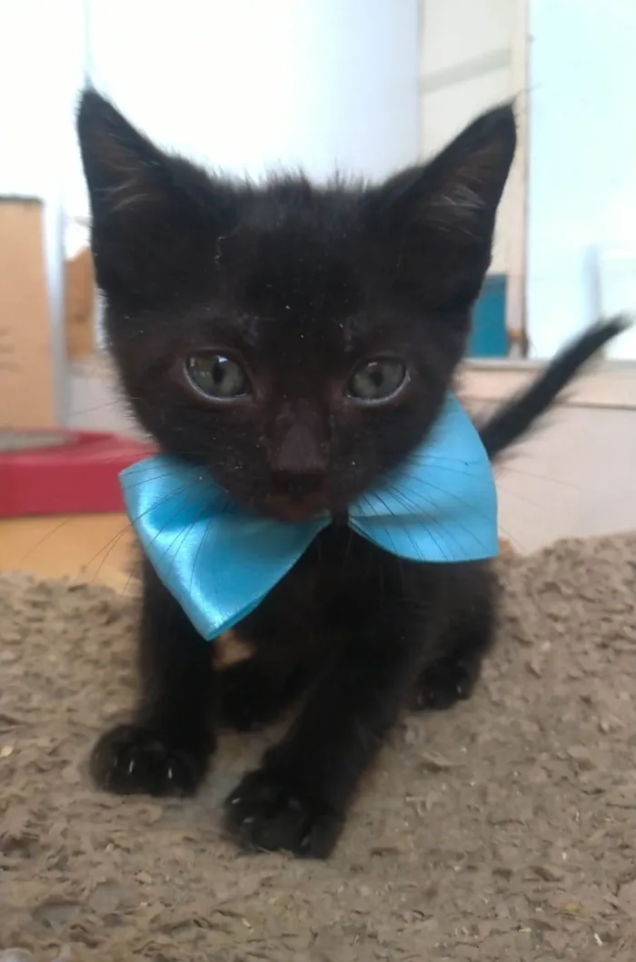 Gato ra a SRD-ViraLata idade 2 a 6 meses nome CHOKITO 