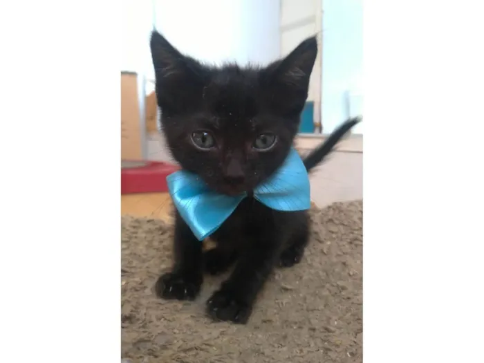 Gato ra a SRD-ViraLata idade 2 a 6 meses nome CHOKITO 