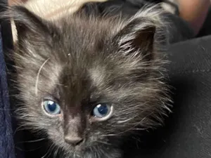 Gato raça Srd idade Abaixo de 2 meses nome Felipinho