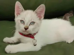 Gato raça  idade 2 a 6 meses nome Pingo