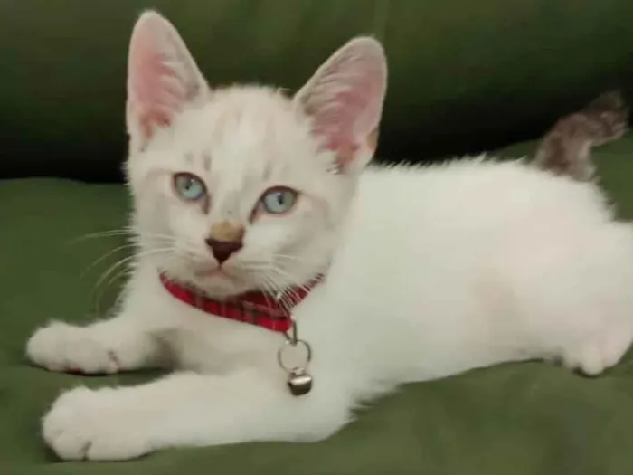 Gato ra a  idade 2 a 6 meses nome Pingo