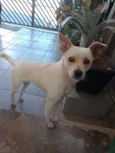 Laila